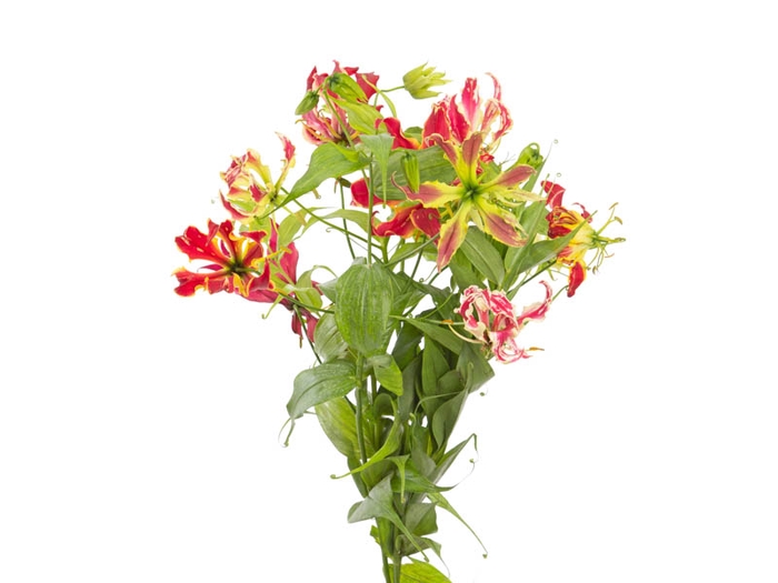 <h4>GLORIOSA 070 CM</h4>