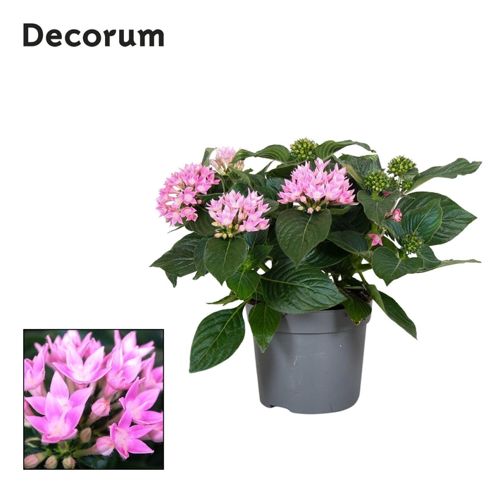 <h4>Pentas lanceolata 'Starclust Rose'</h4>
