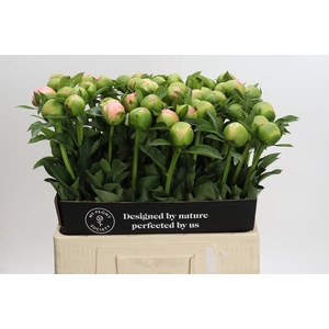 Paeonia Kingsday