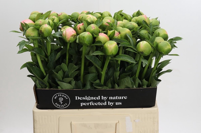 <h4>Paeonia Kingsday</h4>