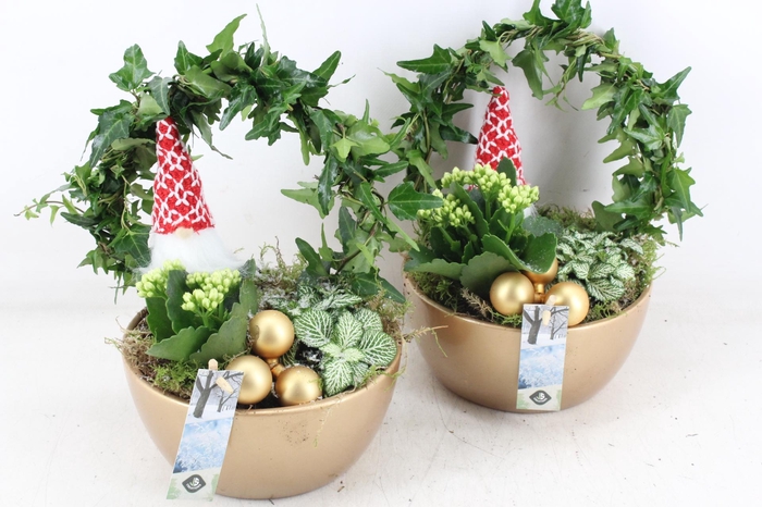 <h4>arr2 JS - Gold bowl Hedera boog x4</h4>