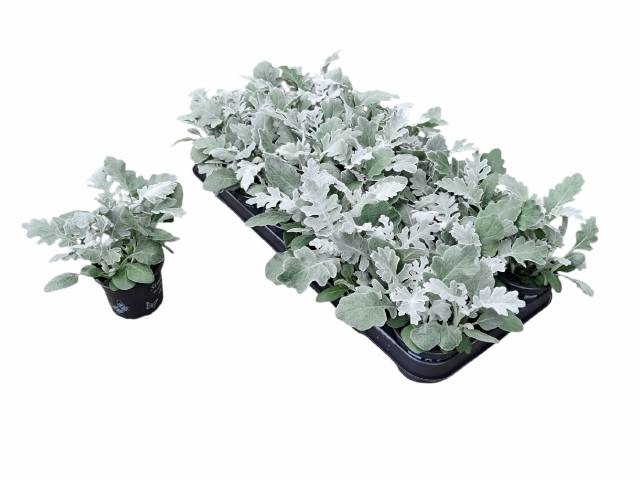<h4>JACOBAEA MARITIMA</h4>