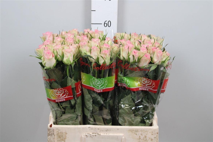 <h4>R Gr Lovely Jewel</h4>