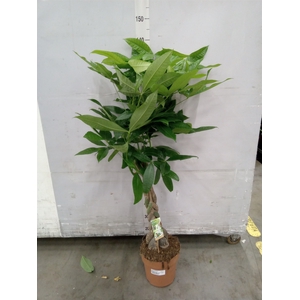 Pachira aquatica