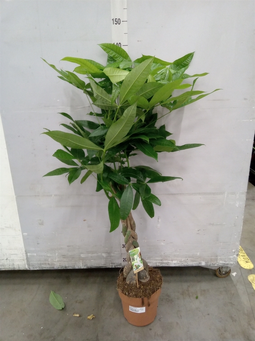 <h4>Pachira aquatica</h4>