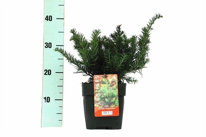 Taxus baccata Bush 'Repandens' P17