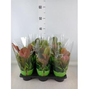 Maranta leuc. 'Fascinator'