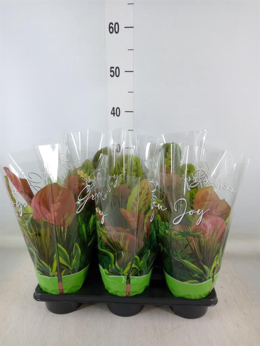 <h4>Maranta leuc. 'Fascinator'</h4>