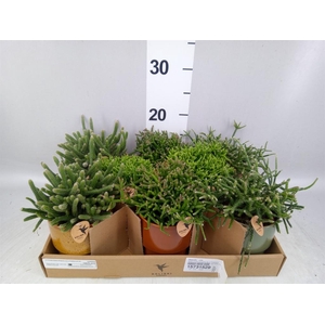 Rhipsalis   ...mix