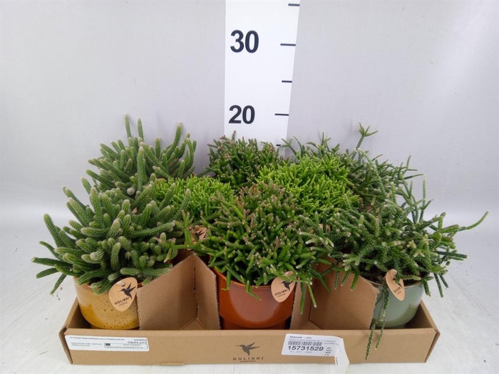 <h4>Rhipsalis ...mix</h4>