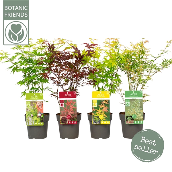 <h4>Acer palm. diverse mix</h4>