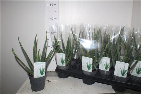 <h4>Aloe Vera</h4>