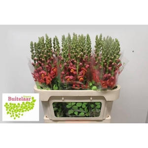 ANTIR AVIGNON D ORAN