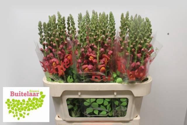 <h4>ANTIR AVIGNON D ORAN</h4>