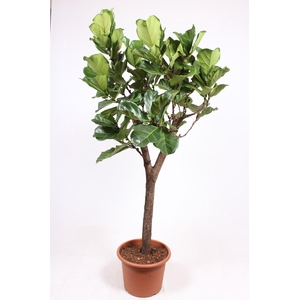 Ficus Lyrata Stam