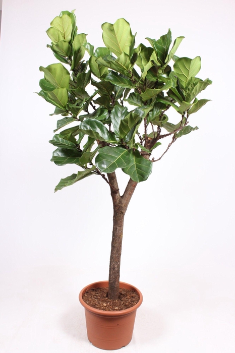 <h4>Ficus Lyrata Stam</h4>