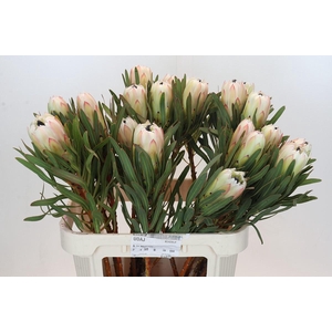 Protea White Night