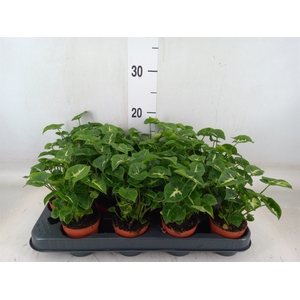 Syngonium  'Pixie'