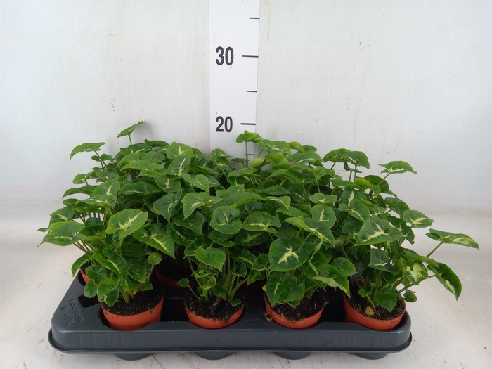 <h4>Syngonium  'Pixie'</h4>