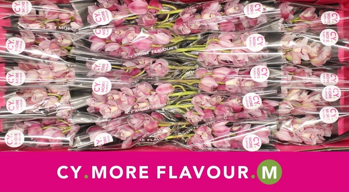 <h4>Mini cymbidium 'Riaad' 40 cm</h4>