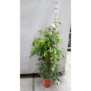 Ficus benja. 'Exotica'