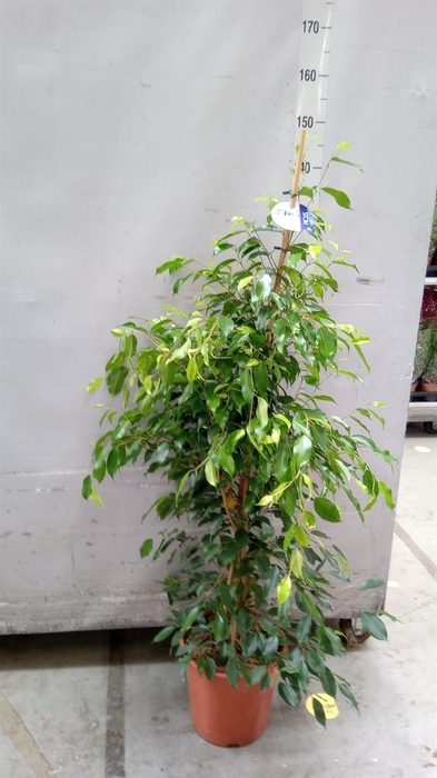 <h4>Ficus benja. 'Exotica'</h4>