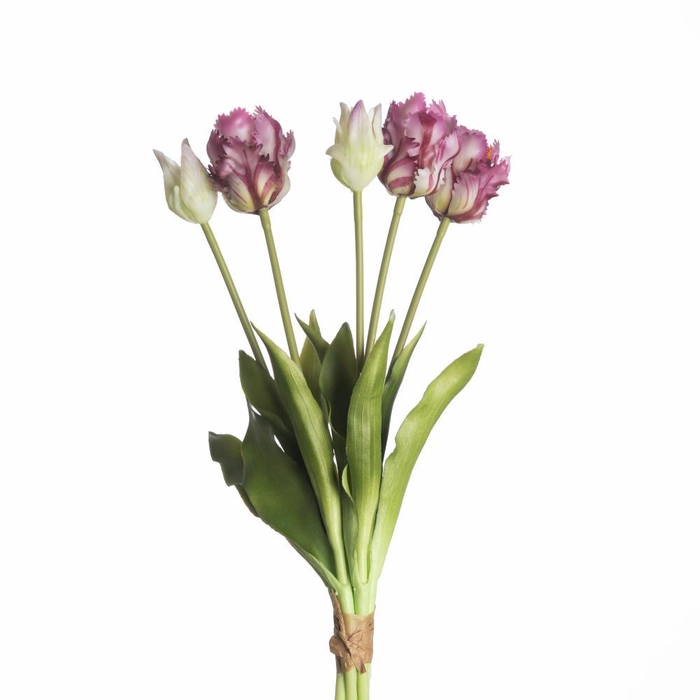 <h4>AF Tulip Parrot x5 L40cm Purpl</h4>