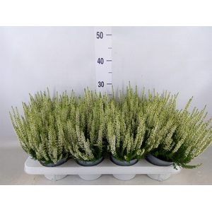 Calluna vulg. 'Beauty L Verenka'