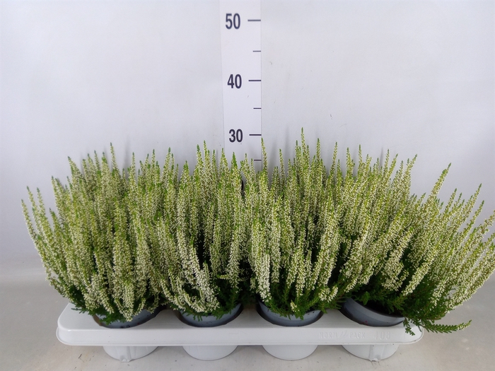 <h4>Calluna vulg. 'Beauty L Verenka'</h4>