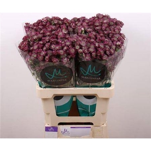 Astrantia Star Of Desire