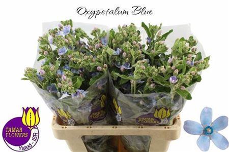 <h4>Oxy Co Tan Pure Blu</h4>