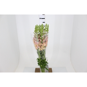 BOCA DE LEAO CALIMA ORANGE 080 CM