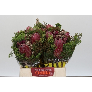 PROTEA PER BOS