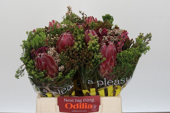 <h4>PROTEA PER BOS</h4>