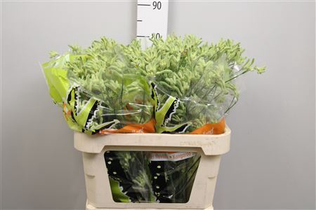 <h4>Anigozanthos   ...</h4>