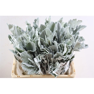 Jacobaea Senecio New Look