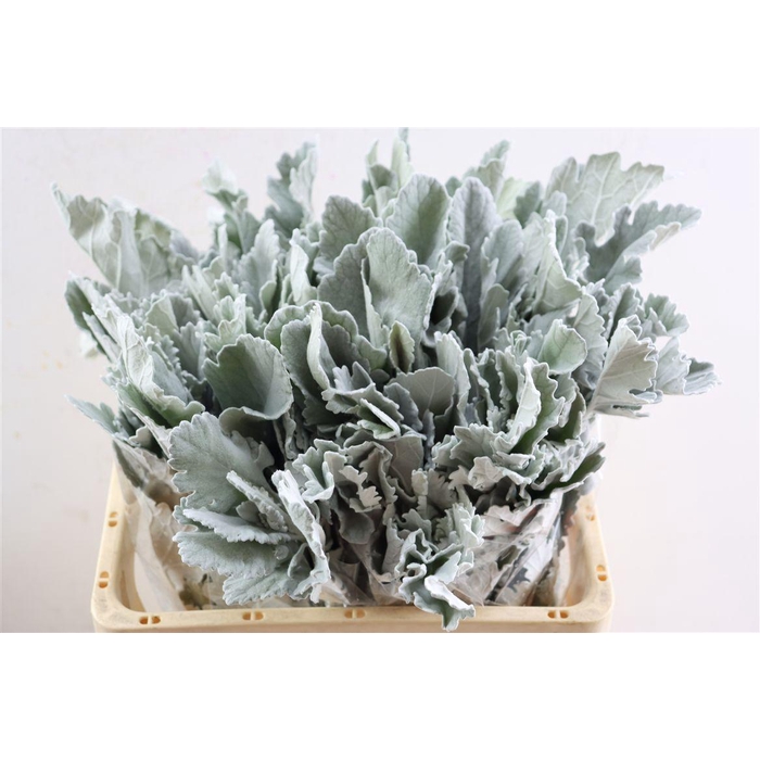 <h4>Jacobaea Senecio New Look</h4>