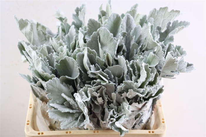Jacobaea Senecio New Look