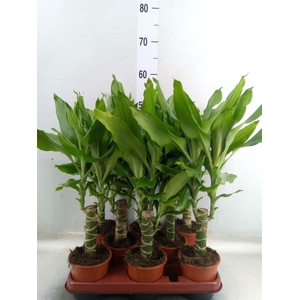 Dracaena frag. 'Steudneri'