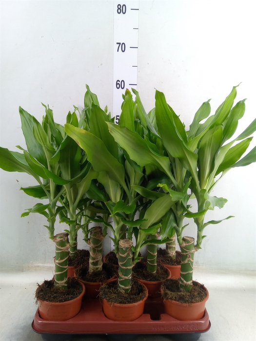 <h4>Dracaena frag. 'Steudneri'</h4>