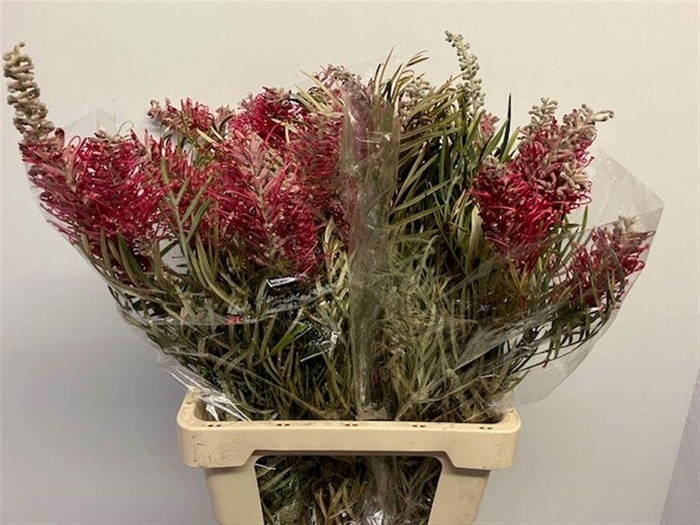 <h4>Grevillea Misty Red</h4>