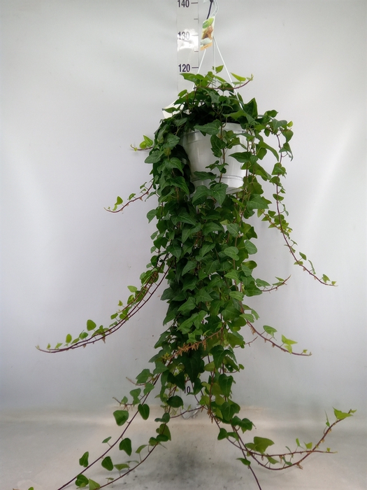 <h4>Hedera helix 'Mein Herz'</h4>