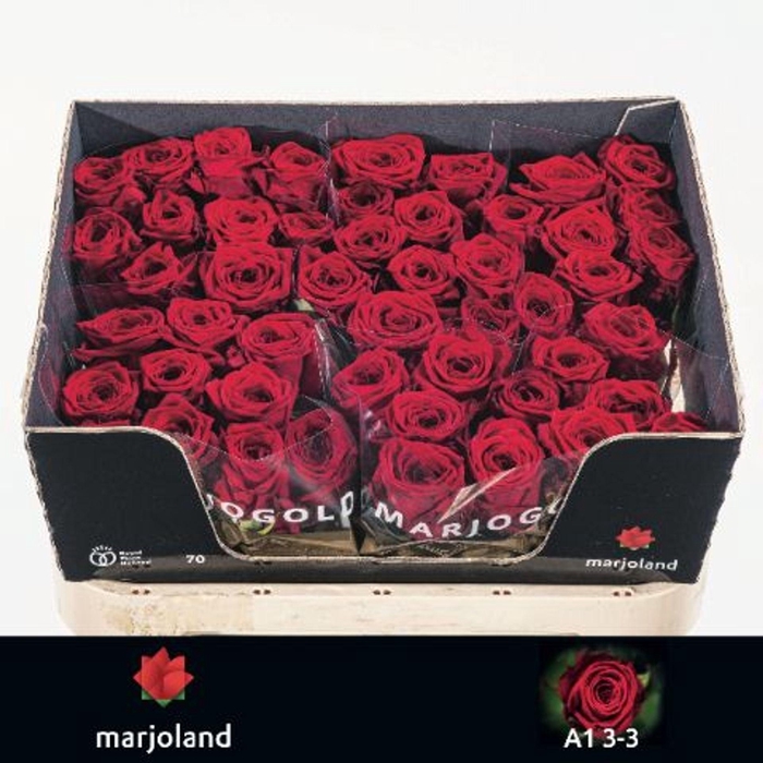 <h4>ROSA GR 'RED NAOMI'</h4>