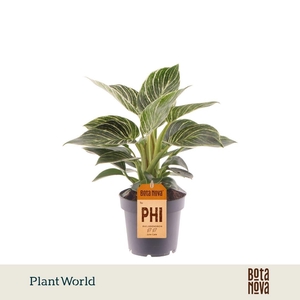 Philodendron Birkin