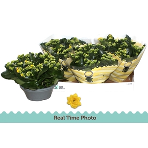 KAL GE AMARILLO YELL