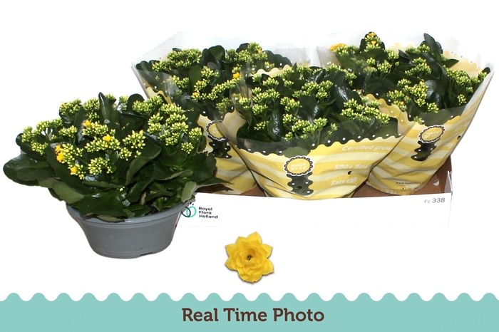 <h4>KAL GE AMARILLO YELL</h4>