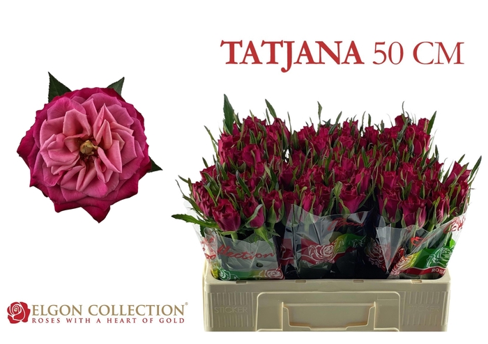 <h4>R GR TATJANA</h4>