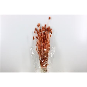 Dried Phalaris 100gr Copper Bunch Slv