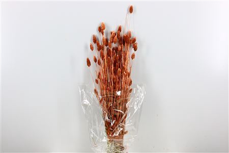 Dried Phalaris 100gr Copper Bunch Slv