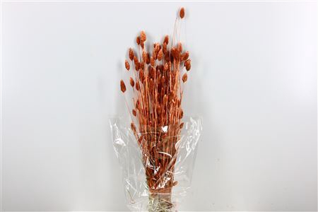 <h4>Dried Phalaris 100gr Copper Bunch Slv</h4>